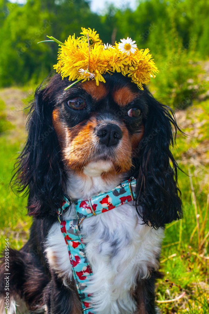 dog with a wreath on his head