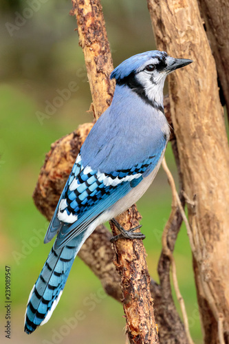 Blue Jay