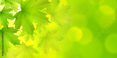 Natural green horizontal rectangular background with maple leaves and tree branches, vector summer spring background