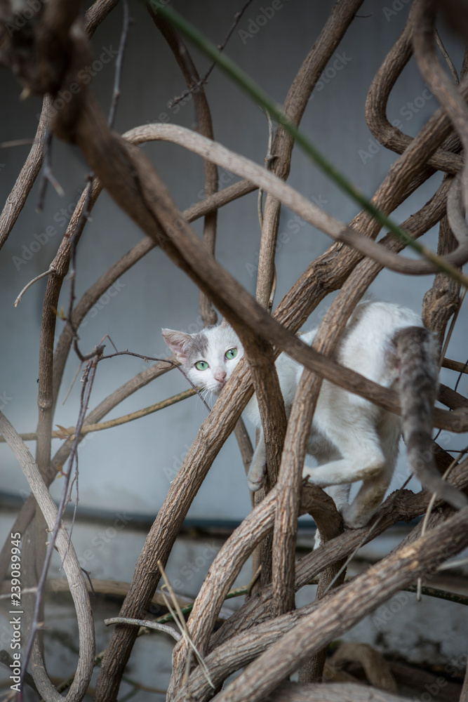 Fototapeta premium Cat in a tree