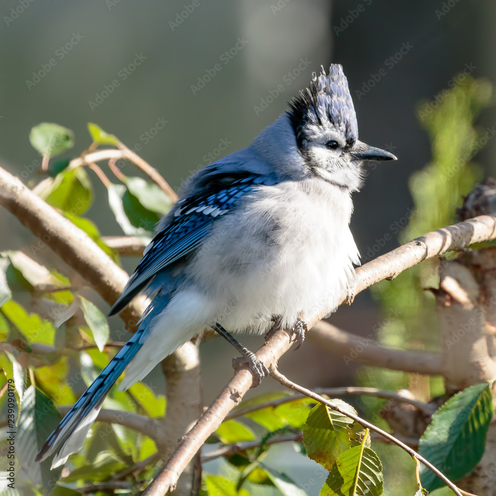 Blue Jay Blue Jay