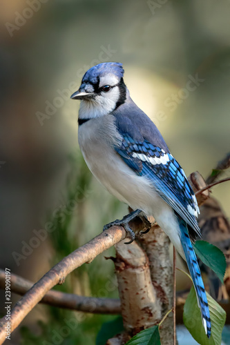 Blue Jay