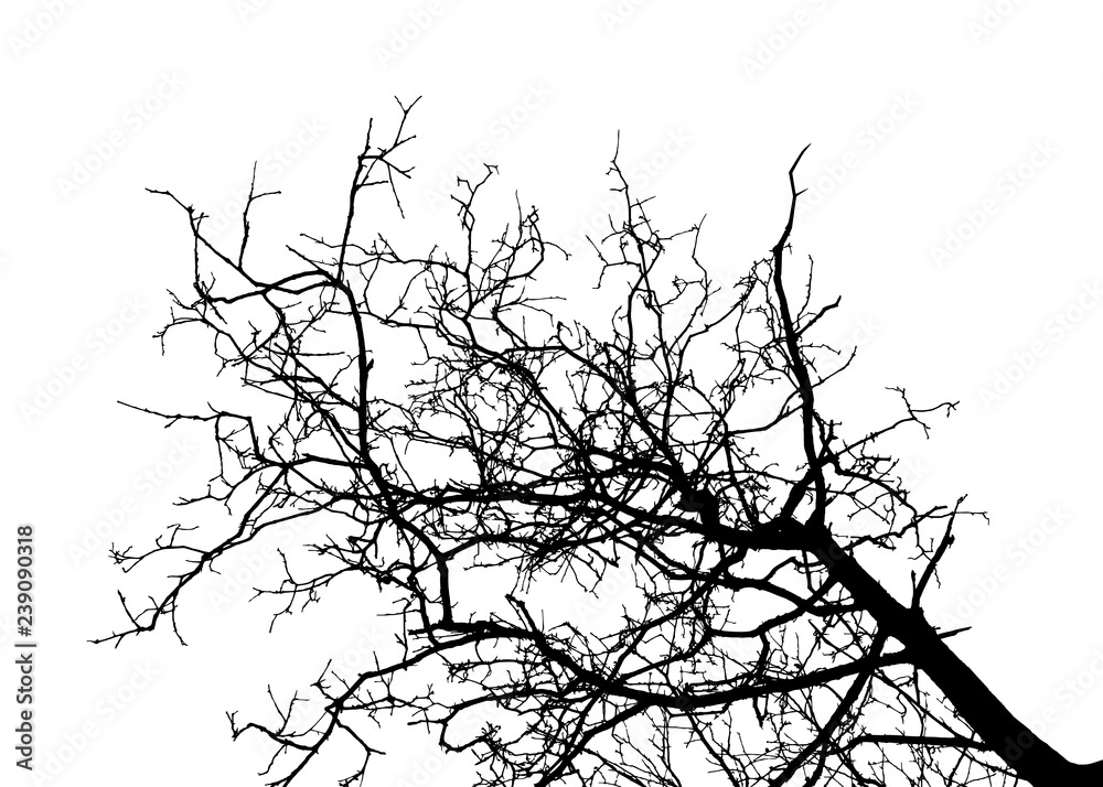 Obraz premium Realistic tree silhouette (Vector illustration).Ai10