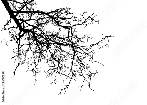 Realistic tree silhouette (Vector illustration).Ai10