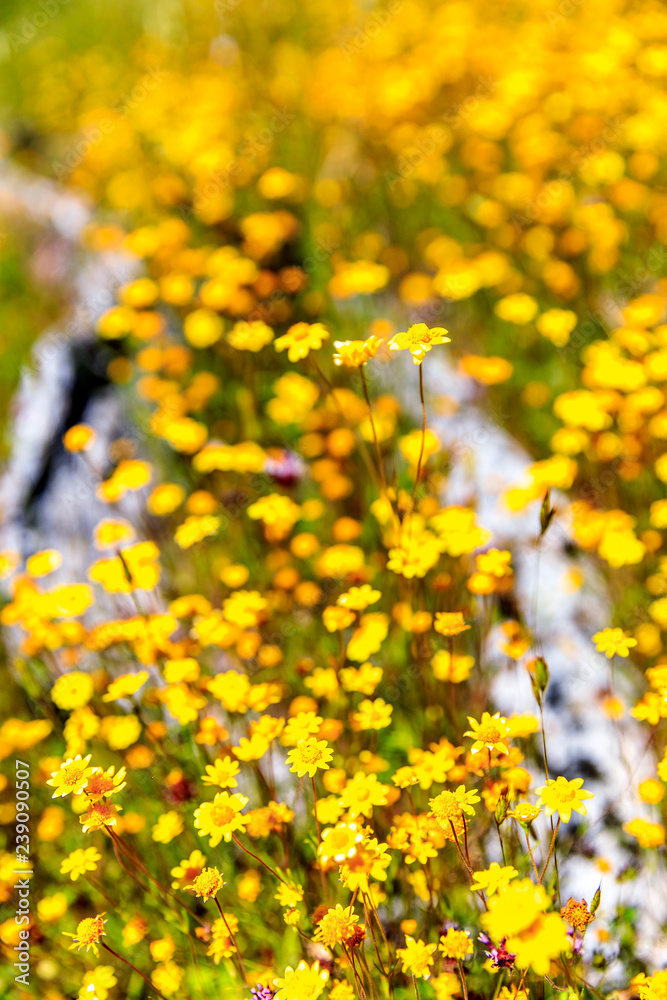 Fototapeta premium Yellow, Tiny Flowers in Field