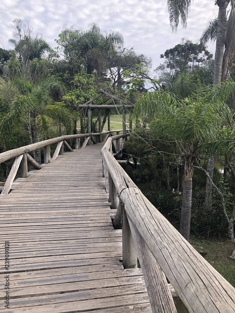 Fototapeta premium wooden bridge in the forest