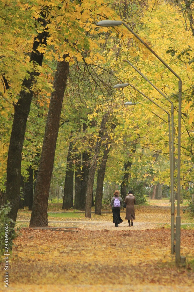woman walking in park in autumn woman walking in park in autumn