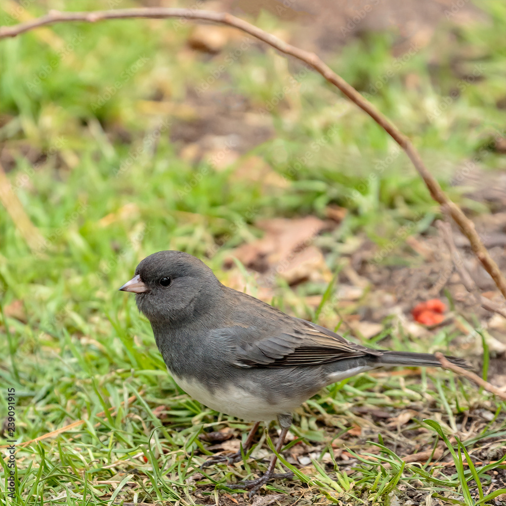 Fototapeta premium Dark Eyed Junco