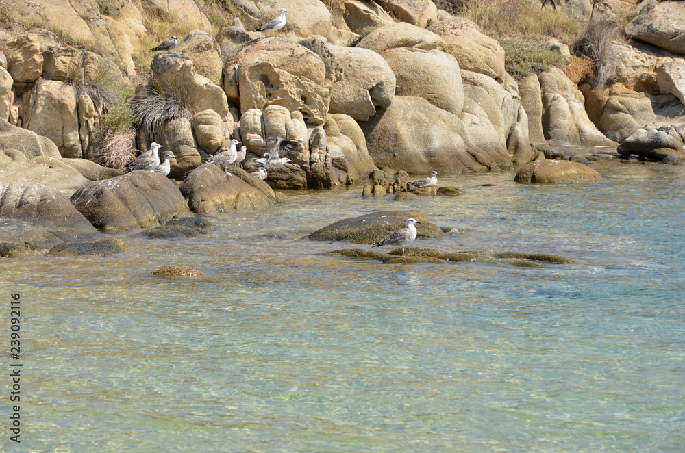 Obraz premium seals basking in the sun