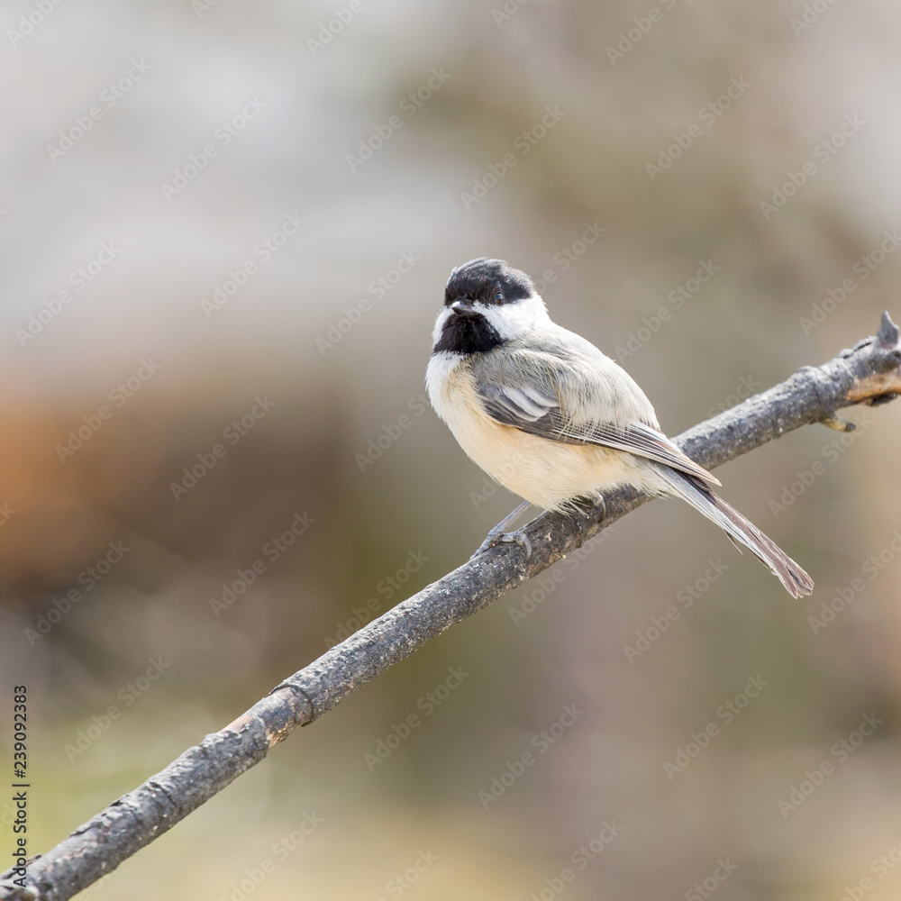 Fototapeta premium Black Capped Chickadee