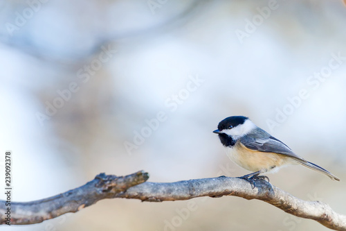 Black Capped Chickadee