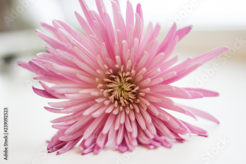 center of a pink chrysanthemum flower