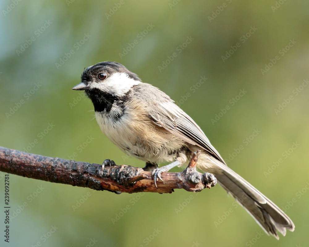 Obraz premium Black Capped Chickadee