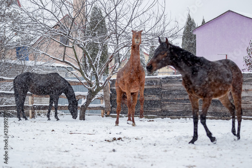 Beautiful horses frolic during snowfall in winter