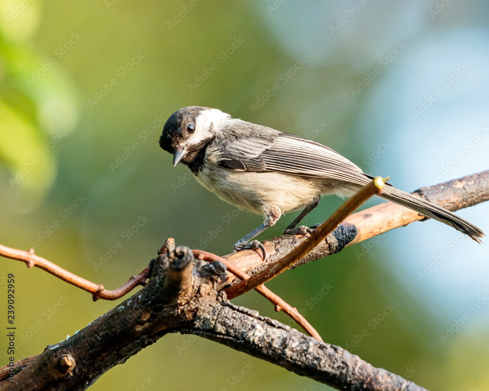 Naklejka premium Black Capped Chickadee