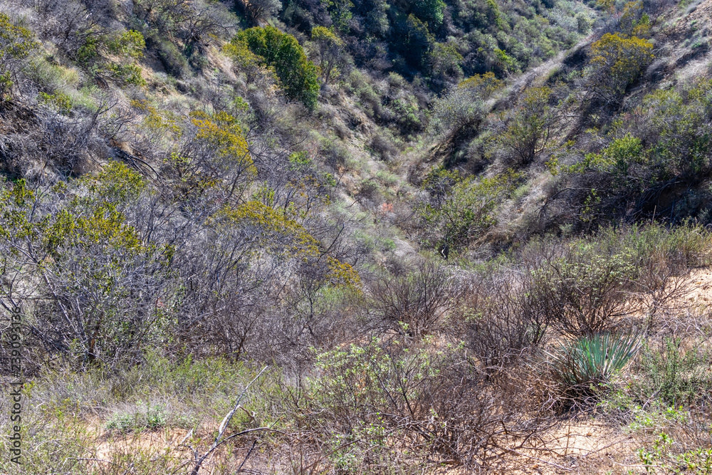 Winter chaparral in California southern forest on clear sunny day Winter chaparral in California southern forest on clear sunny day