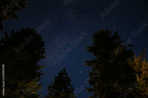 stars and starlight up over fir trees