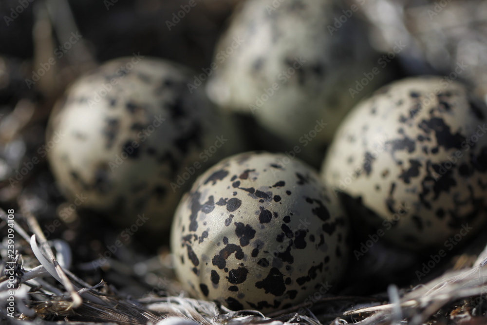 Four Semipalmated Plover (Charadrius semipalmatus) eggs in a nest surrounded by twigs near Arviat, Nunavut, Canada Four Semipalmated Plover (Charadrius semipalmatus) eggs in a nest surrounded by twigs near Arviat, Nunavut, Canada