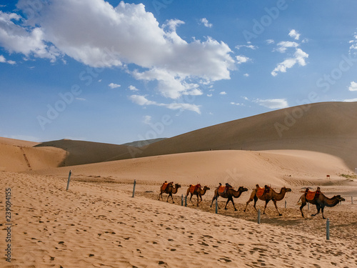 Camels traveling among sand dunes and desert at Mingsha Mountain  Dunhuang  Gansu  China