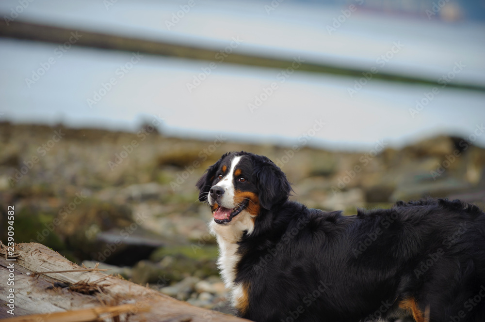 Bernese Mountain Dog standing on beach Bernese Mountain Dog standing on beach