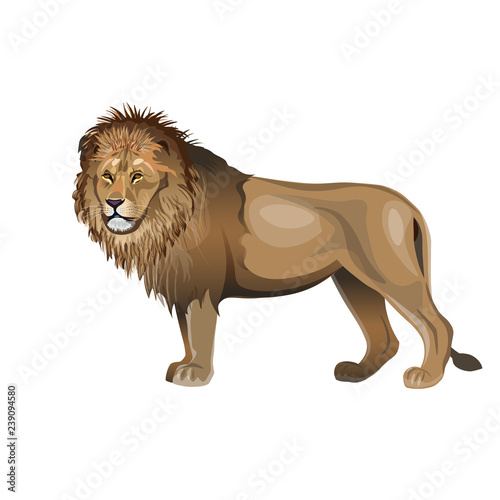 African lion vector