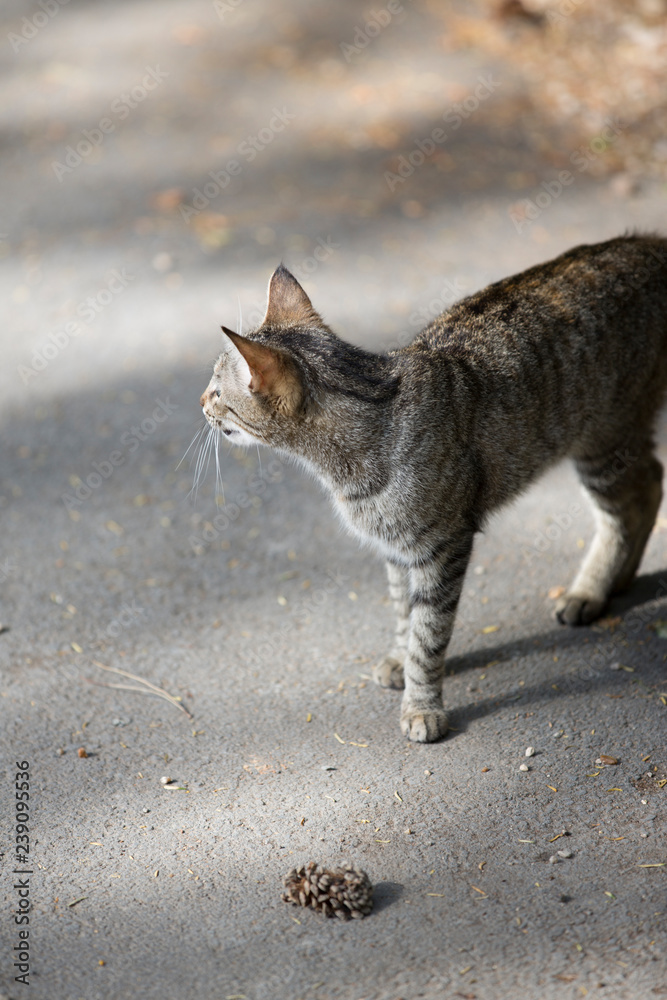 Naklejka premium Cat