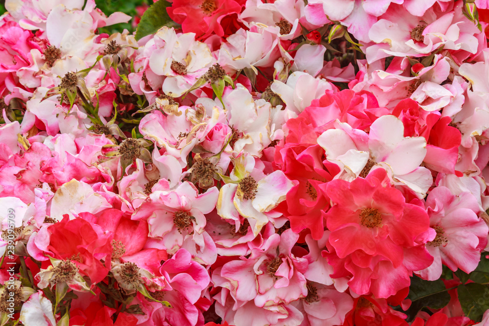 Fototapeta premium pink old fashioned wild roses grouped together tightly