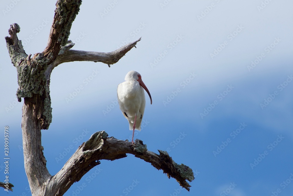 White Egret Standing On A Tree Limb White Egret Standing On A Tree Limb