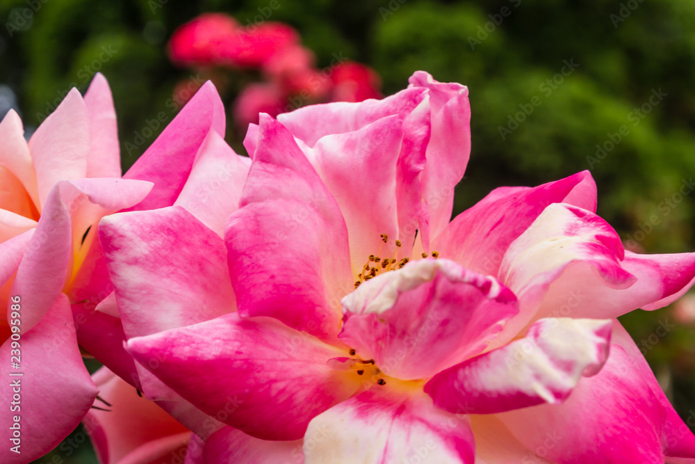 close up of multi toned pink rose in summer garden close up of multi toned pink rose in summer garden