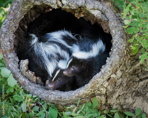 Two Baby Skunks in a Hollow Log photo