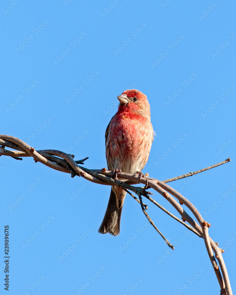 House Finch House Finch
