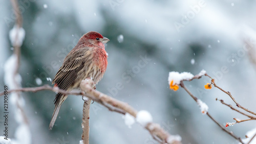 House Finch