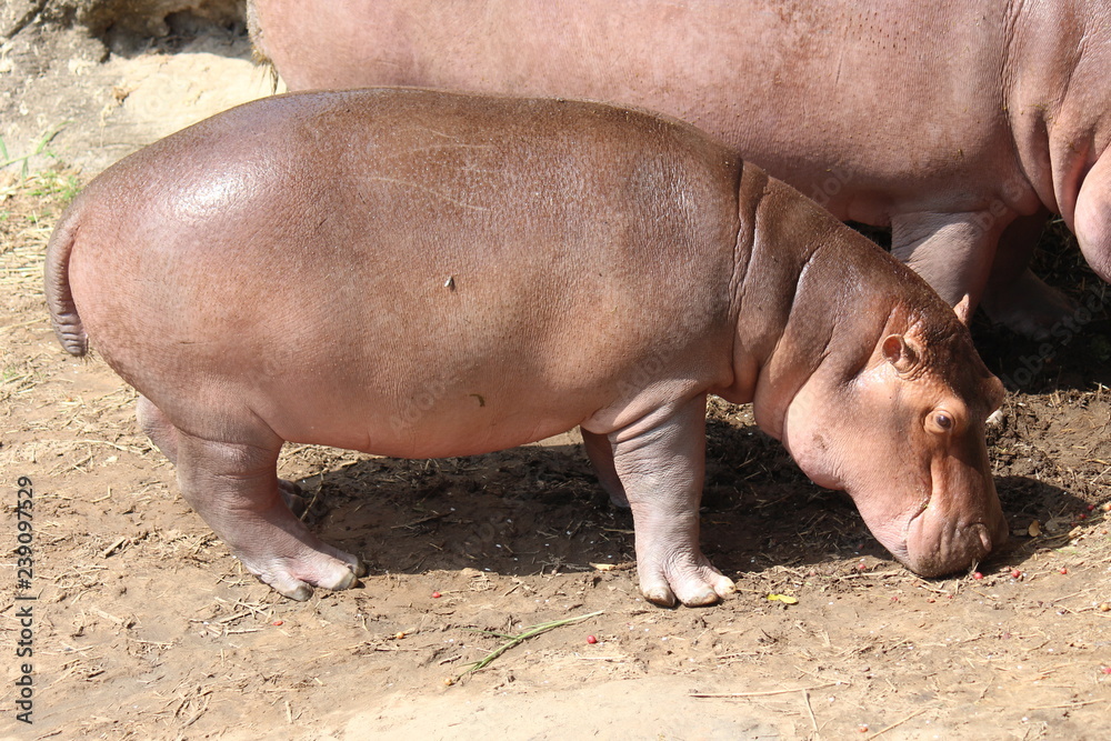 Animal,  keep it for the conservation and for people to see,  it is in KAO SUAN KWANG zoo at KHON KAEN province THAILAND.