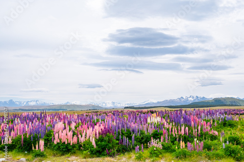 Beautiful landscape of Lupins flower and Alpine mountains around Lake Tekapo area, New Zealand.