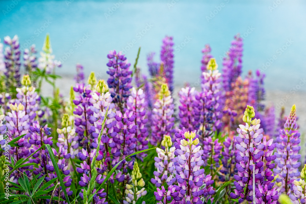 Beautiful Lupins flower around Lake Tekapo area, New Zealand. Beautiful Lupins flower around Lake Tekapo area, New Zealand.