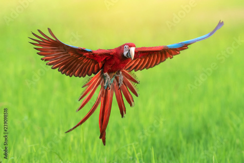 Green-winged macaw flying on green background Beautiful bird © chamnan phanthong