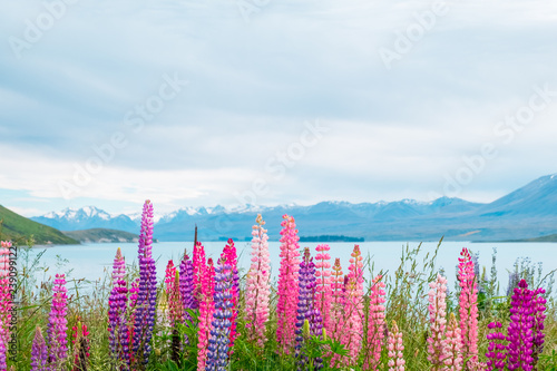 Beautiful Lupins flower around Lake Tekapo area, New Zealand.