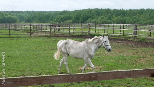 horse on the field photo