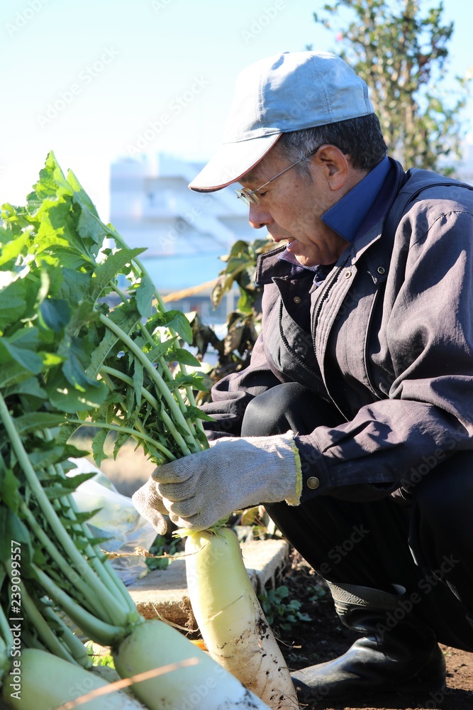 野菜を収穫する男性