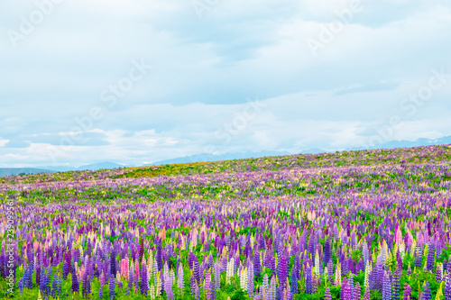 Beautiful landscape of Lupins flower and Alpine mountains around Lake Tekapo area, New Zealand. © Klanarong Chitmung