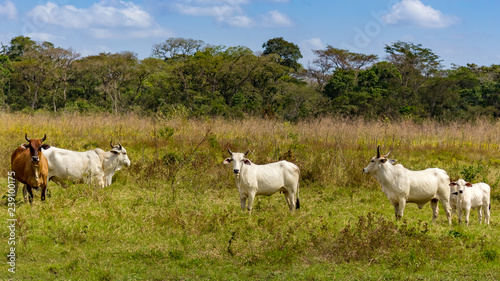 beautiful cow in venezuela