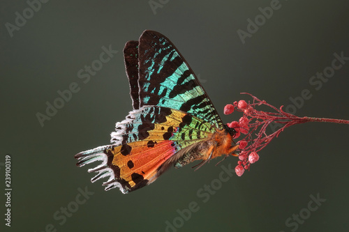 Canvas-taulu Madagascan Sunset Moth (Chrysiridia rhipheus) , One of world's  most impressive coloful  and beautiful with iridescent parts of the wings