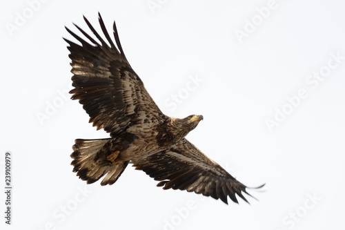 Juvenile Bald Eagle