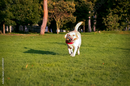 yellow labrador retriever running in the park