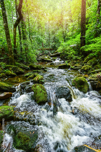 plant tropical stream waterfall forest / nature green plant tree rainforest tropical jungle small waterfall © Bigc Studio