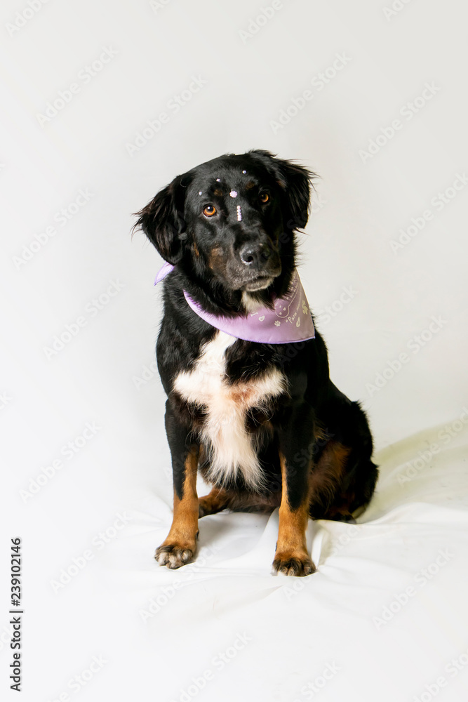 black dog sitting in a white studio black dog sitting in a white studio