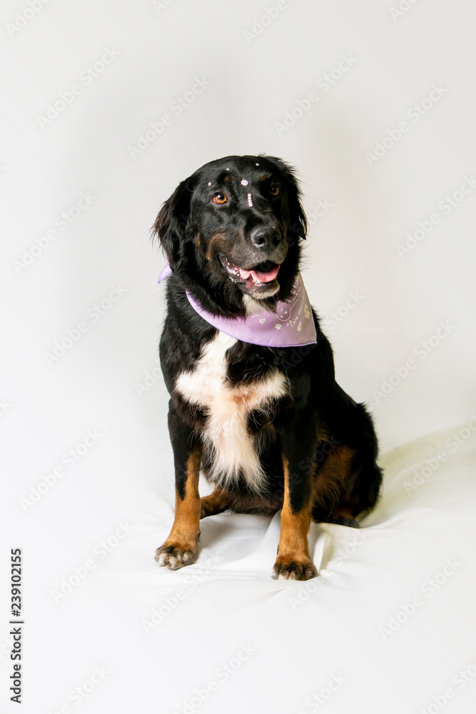 Obraz premium black dog sitting in a white studio