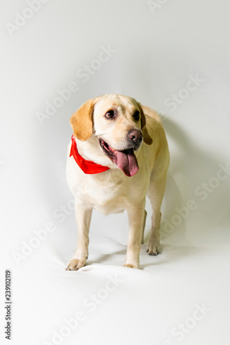 yellow labrador retriever dog in a white studio © victor