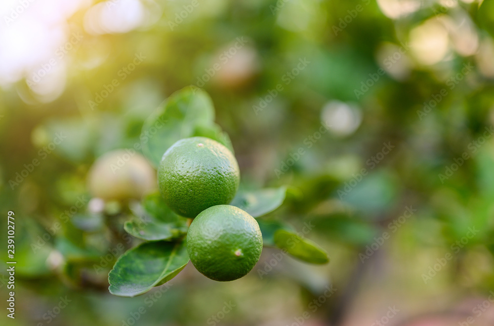 close up green lime and leave in the garden with copy space, popular fruit or vegetable concept.