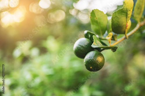 close up green lime and leave in the garden with copy space, popular fruit or vegetable concept.